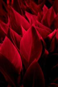 Vivid red leaves create an abstract image.