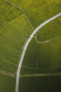 A winding road weaves through rice fields.
