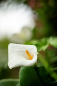 A white calla lily blooms against greenery.