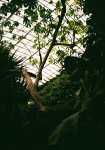 Plants grow towards the greenhouse ceiling.